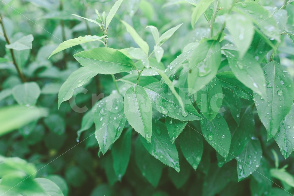 식물,자연,녹색,일상,감성,plant,nature,green,color,식물,자연,plants,nature,감성,sensible,feeling