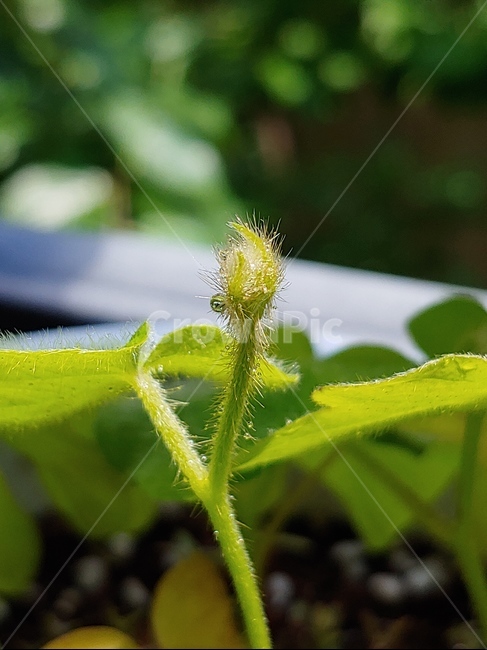 풀,자연,여름,잎,꽃,봄,희망,풍경,식물,화분,아침,새싹,잎파리,햇살,해,광합성,이산화탄소