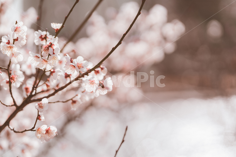 매화,봄,봄꽃,꽃,매화꽃,봄,계절,spring,season,식물,자연,plants,nature,꽃,flower,plant,blossom