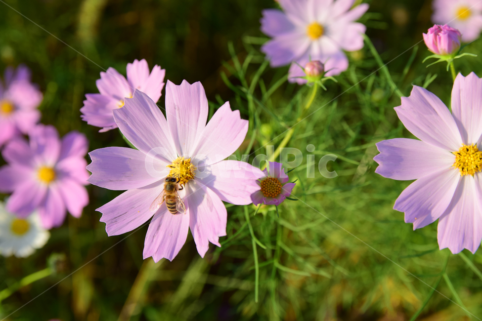 코스모스,코스모스꽃,꽃,벌,꿀벌,가을,가을꽃,식물,국화과,꽃잎,cosmos,flower,fall,autumn,blossom,bee,honeybee,식물,자연,plants,nature,꽃,flower,곤충,벌레,insect,bug