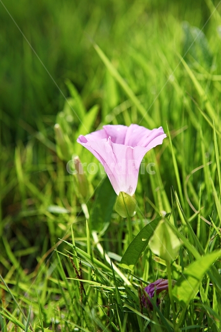 나팔꽃,꽃,넝쿨식물,식물,자연,식물,자연,plants,nature,꽃,flower