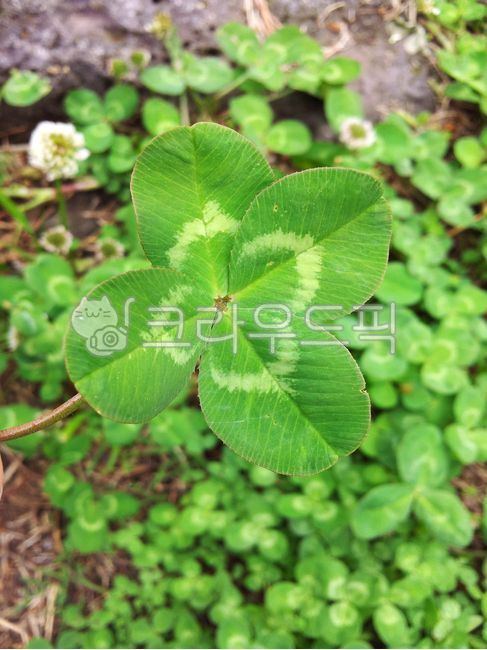 four leaf clover,three leaf clover,plant,clover,vegetation,shamrock,leaf