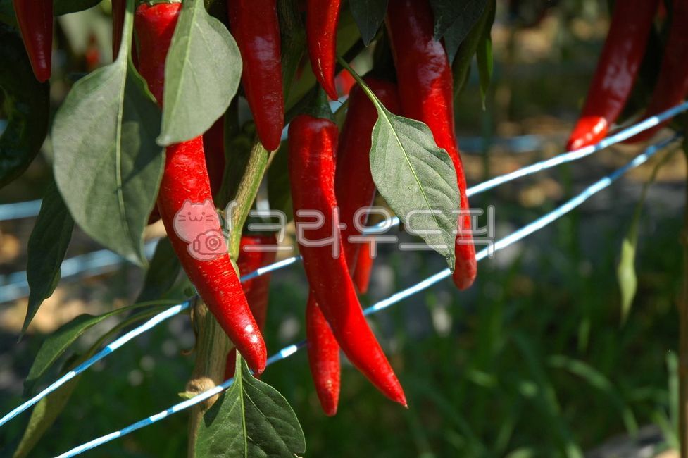 plant,식물고추,농촌,결실,수확,붉은색