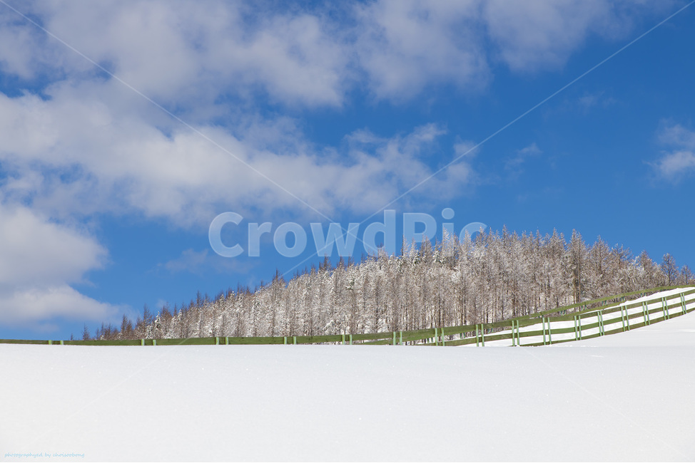 겨울,눈,설경,겨울풍경,강원도,대관령,하늘,나무,자연,풍경,구름,winter,snow,tree,겨울,계절,winter,season,자연,풍경,nature,landscape