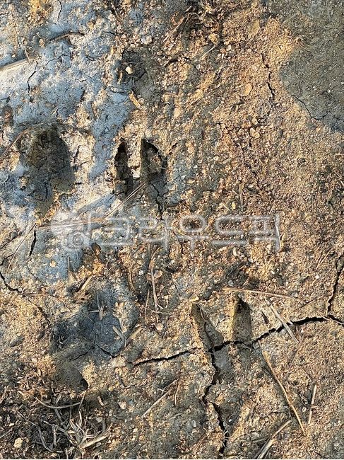 토양,soil,고라니,고라니발자국,발자국,동물발자국,시골,땅