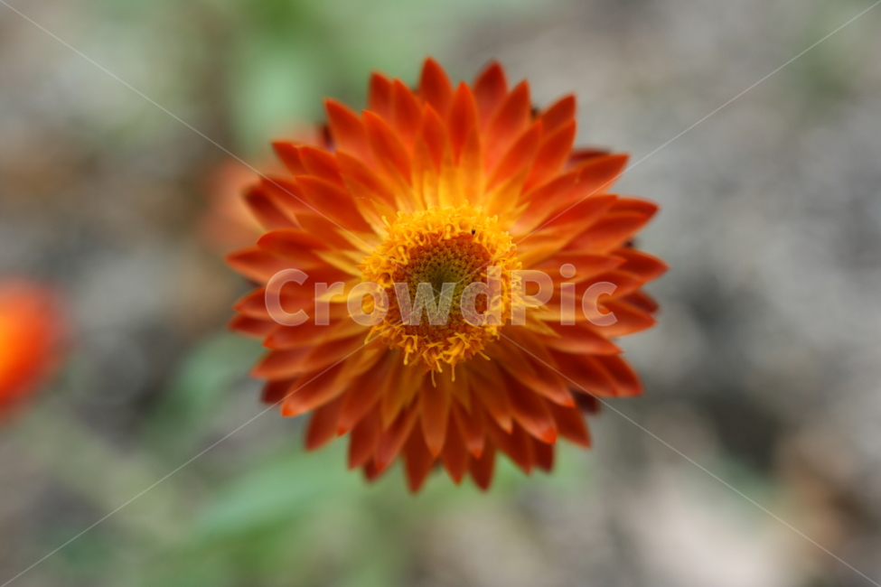 꽃,접사,아름다움,이쁨,봄,확대,nature,flower,봄,계절,spring,season,식물,자연,plants,nature,꽃,flower,plant,blossom
