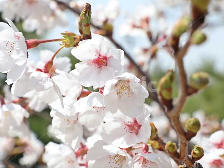 벚꽃,사쿠라,공원,봄,봄꽃,봄,계절,spring,season,plant,식물,flower,꽃,blossom