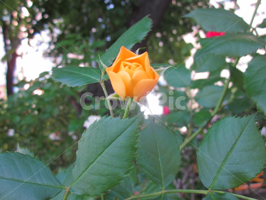 장미,야생장미꽃,rose,yellowrose,노란장미