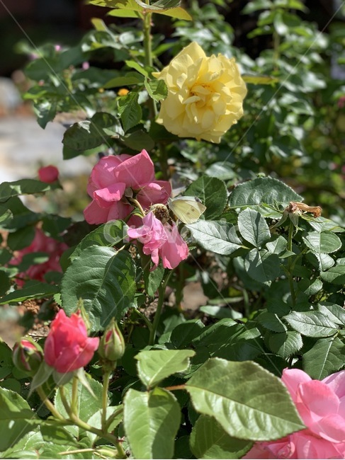 꽃,flower,자연,예쁜꽃,spring,봄,season