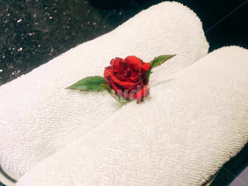 수건디피,장미꽃,하얀수건,rose,수건셋팅