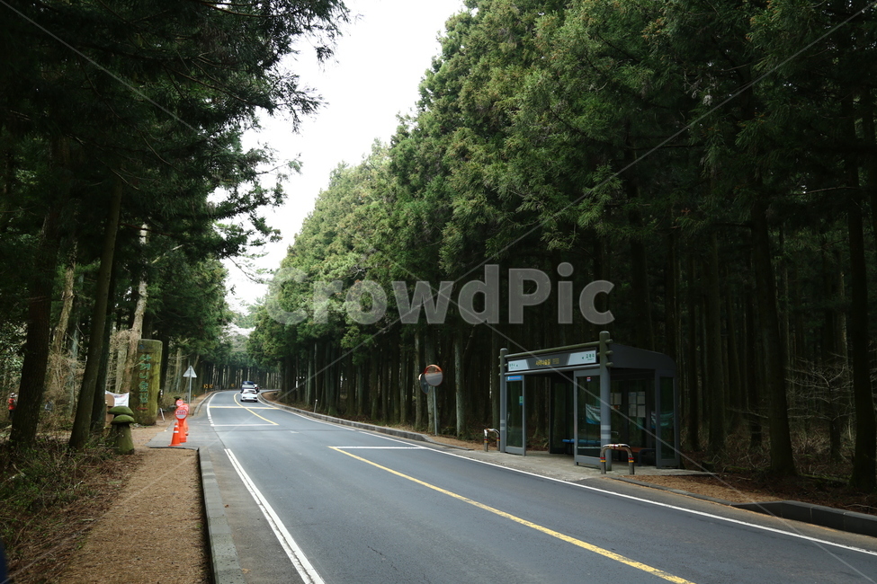 제주여행,사려니숲길,제주사려니숲,숲길,드라이브,교통,교통수단,traffic,transportation,road,도로,asphalt,아스팔트,automobile,자동차,vehicle,차량,car,차