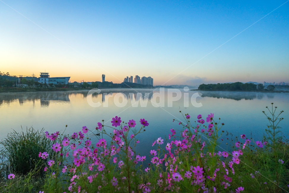 호수,저수지,꽃,야생화,가을,코스모스,자연,풍경,nature,landscape,도시,city,outdoors,옥외,water,물