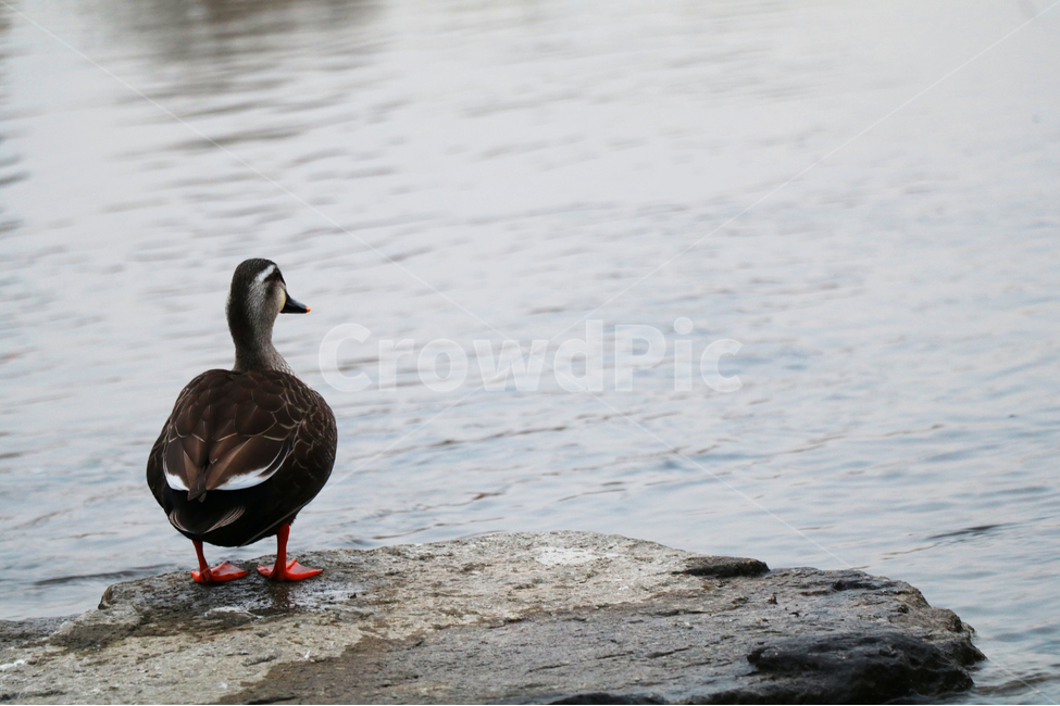 오리,물가,물오리,새,외로움,동물,animal,조류,새,birds