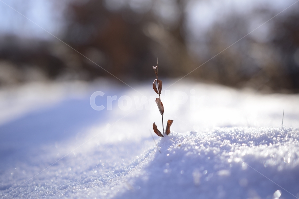 야생화,눈부심,눈꽃,산책로,겨울,눈,햇살,wildflower,photophobia,snowonthebranches,winter,snow,sunshine,Walkingtrails,겨울,계절,winter,season,식물,자연,plants,nature