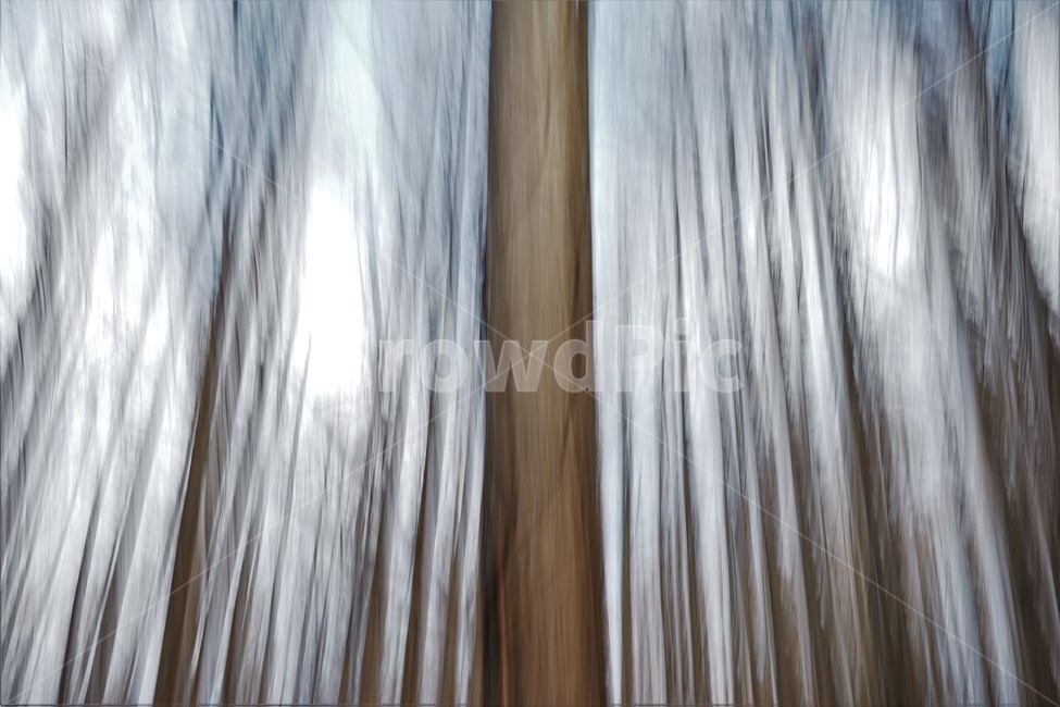 장노출,메타세콰이어숲,나무,자연,환상적,몽환적,배경사진,trees,nature,shutterspeed,longexposure,fantastic,자연,풍경,nature,landscape,wood,hardwood,견목