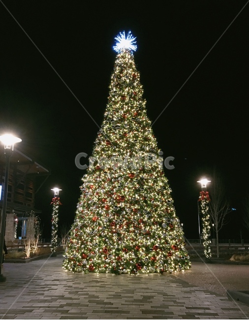 크리스마스,트리,크리스마스트리,christmas,christmastree,겨울,휴일,12월25일,성탄절,겨울,계절,winter,season,야경,밤,풍경,nightscape,night,landscape,기념일,축하,anniversary,congratulation,celebrate,celebration,메리크리스마스,성탄절,merry christmas,ornament,장식,plant,식물,tree,나무,christmas tree,크리스마스 트리