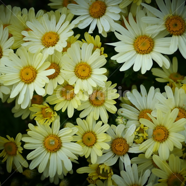 꽃,flower,노란꽃,국화,아름다움,예쁨,beautiful,chrysanthemum,yellowflower,식물,자연,plants,nature,꽃,flower