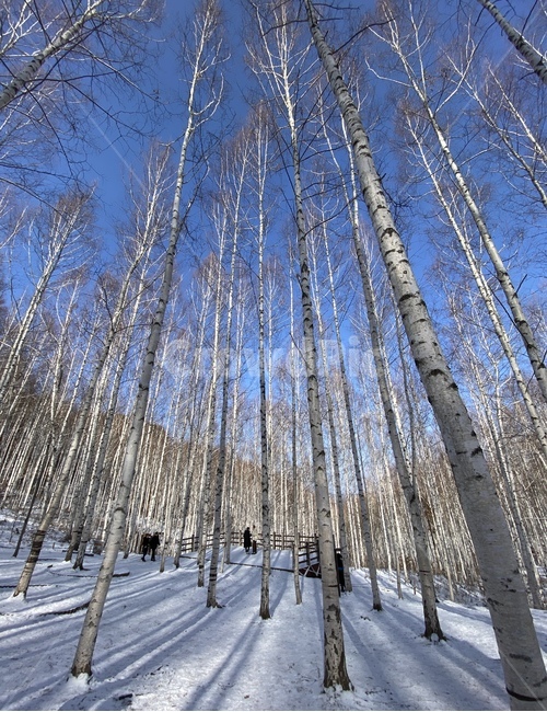 인제,자작나무,자작나무숲,인제자작나무,숲,forest,자연,눈,설경
