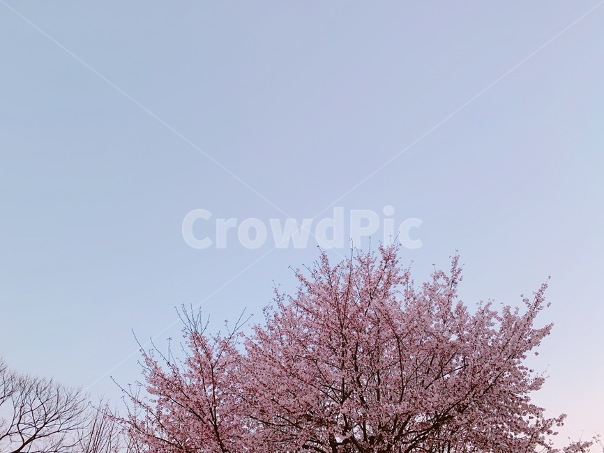 벚꽃,벚꽃나무,봄,하늘,cherryblossom,spring