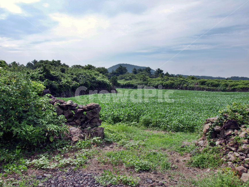 오시록헌농로,밭,농작물,제주,올레14코스,올레길,돌담,자연,풍경,nature,landscape,ground,바닥,outdoors,옥외