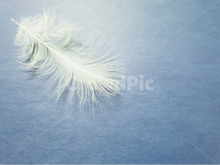 배경,새털,깃털,조류,배경이미지,동물,background,색감,바탕,텍스쳐,질감,패턴,배경화면,이미지,빈공간