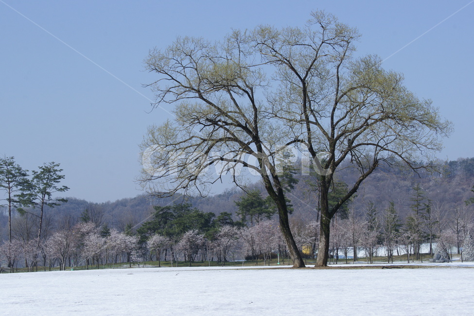 tree,나무,춘설,홀로나무,광장,겨울,계절,winter,season,자연,풍경,nature,landscape