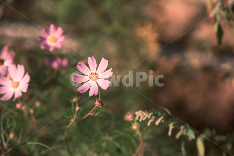 가을,가을꽃,코스모스,꽃,flower,가을,계절,fall,autumn,season,식물,자연,plants,nature,꽃,flower,감성,sensible,feeling,plant,daisy,데이지,daisies,blossom