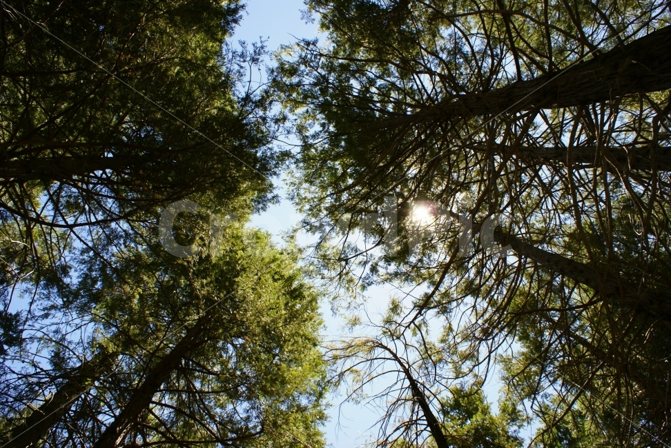 하늘,나무,햇살,희망,기다림,자연,풍경,nature,landscape,휴식,힐링,rest,relaxation,healing,light,빛,flare,플레어,sunlight,햇빛,plant,식물,tree