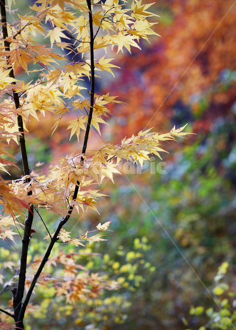 가을,등산,단풍,낙엽,나뭇잎,가을,계절,fall,autumn,season,식물,자연,plants,nature,leaf,잎,plant,tree,나무,maple