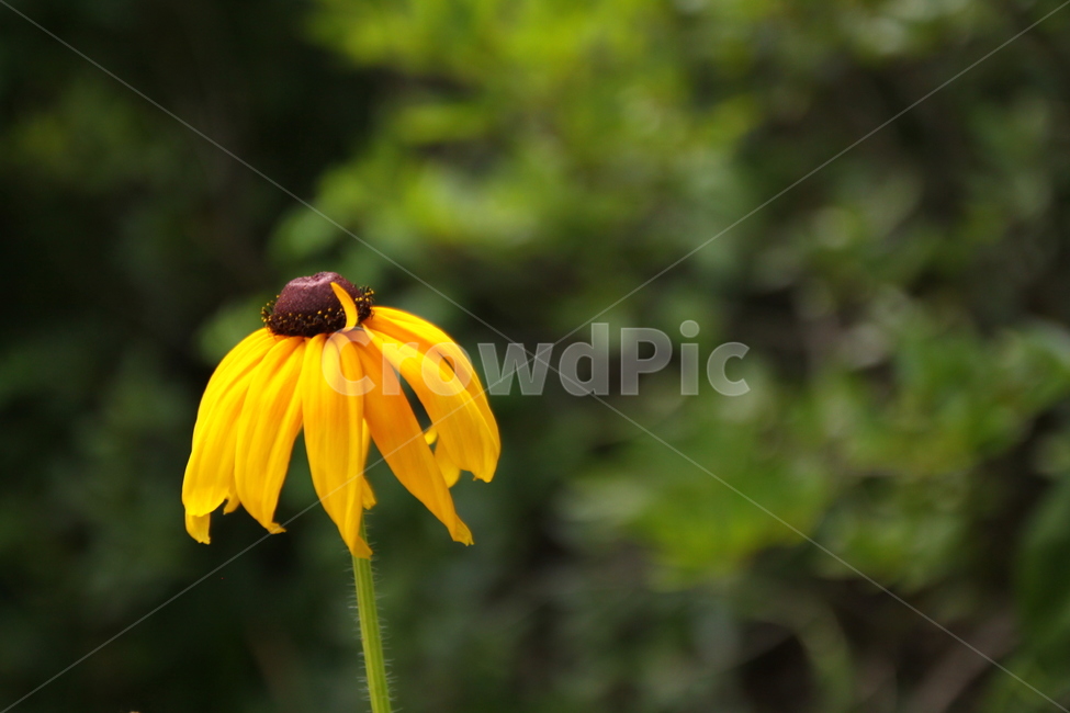 루드베키아,노랑,꽃,공원,노란꽃,한송이,ludwekia,yellow,flower,yellowflower,publicpark,식물,자연,plants,nature,꽃,flower