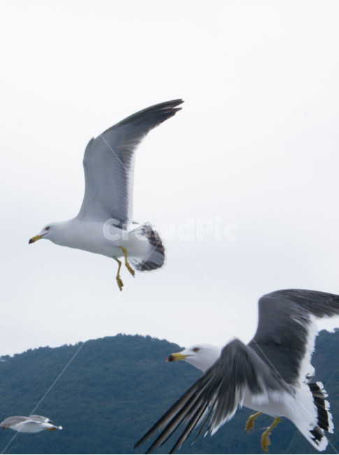 자연,조류,새,Naturebirds,갈매기,비행,동물,animal,동물,animal,조류,새,birds