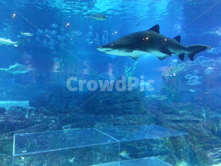 아쿠아리움,수족관,상어,샤크,물속,aquatic,water,동물,animal,어류,물고기,fish