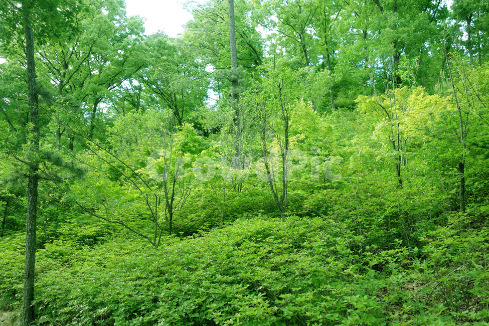 여름,울창한,자연,초록,숲속,힐링,맑은,leaves,감성,배경,바탕,여유,덩쿨,식물,휴식,가을,청명한,고요한,숲,싱그러운,신선한,공기,자연,풍경,nature,landscape,식물,plants,vegetation,초목,plant,outdoors,옥외,land,땅,tree,나무,forest,woodland,삼림지,grove,작은 숲