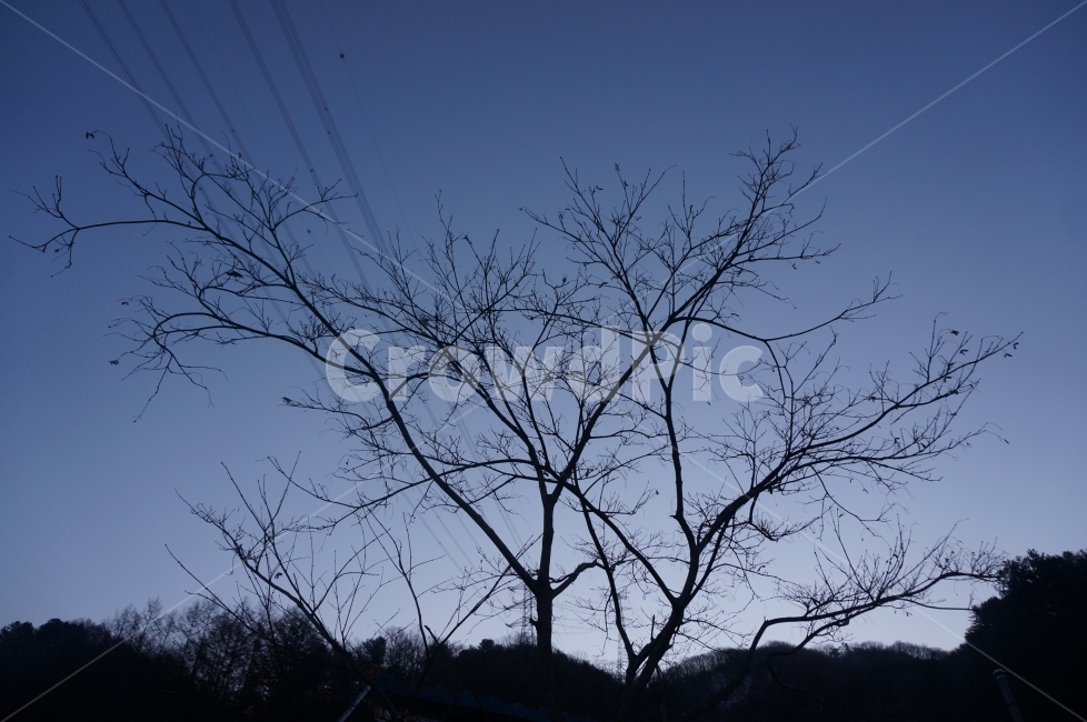 새벽,새해,산,나무,겨울,신정,겨울,계절,winter,season,식물,자연,plants,nature,나무,trees,wood,실루엣,그림자,silhouette,shadow