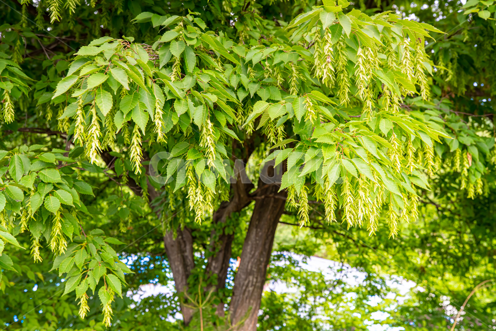 풍경,자연,풀,초록,나무,물푸레나무,꽃,식물,자연,plants,nature,나무,trees,wood