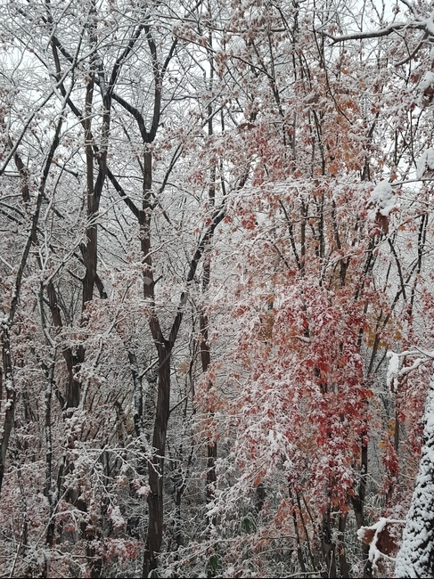 나뭇잎,단풍,단풍나무,눈,대조,가을,계절,fall,autumn,season,식물,자연,plants,nature,outdoors,옥외,ice,빙,tree,나무,plant