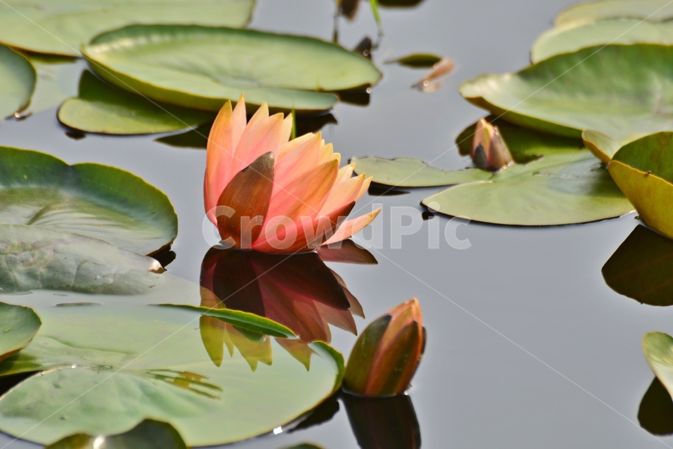 blossom,plant,식물,flower,꽃,수련,연꽃,반영,연못,연잎,연꽃잎,수생식물,수중식물
