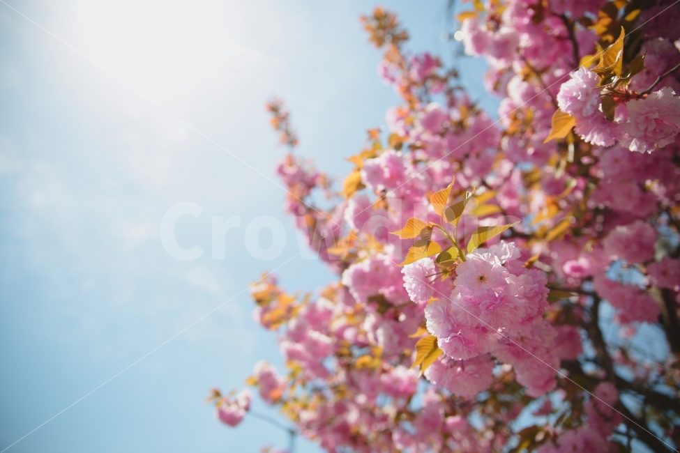 꽃,벚꽃,왕겹벚꽃,겹벚꽃,벚꽃나무,풍경,배경,ppt,식물,자연,plants,nature,봄,계절,spring,season,꽃,flower,plant,blossom