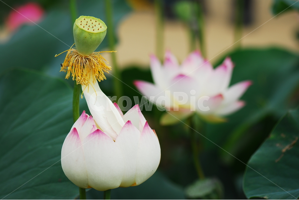 꽃,연꽃,관곡지,불교,여름,식물,자연,plants,nature,꽃,flower