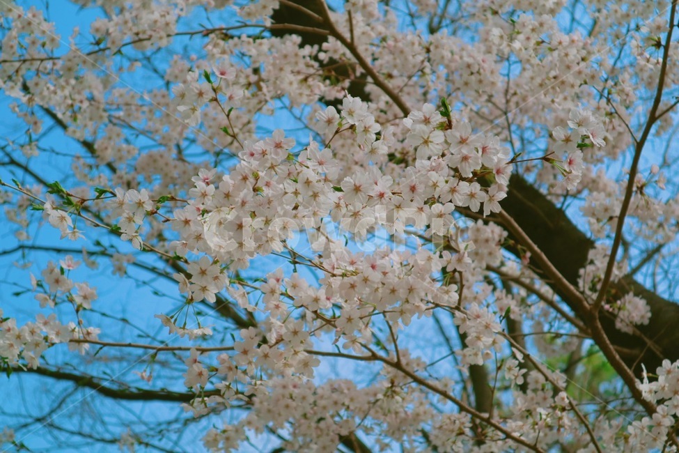 벚꽃,봄,꽃,봄꽃,분홍꽃,봄,계절,spring,season,식물,자연,plants,nature,꽃,flower,plant,blossom,cherry blossom