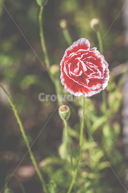 식물,자연,봄,꽃,양귀비,plants,nature,spring,flower,poppy