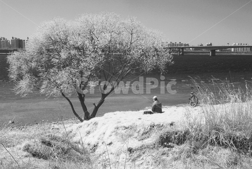 nature,자연,outdoors,옥외,tree,나무,한강고수부지,적외선,적외선카메라,적외선사진,infrared,적외선필터,흑백,흑백사진