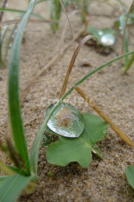 물방울,풀잎,빗방울,맺힌,이슬,풀,식물,자연,plants,nature