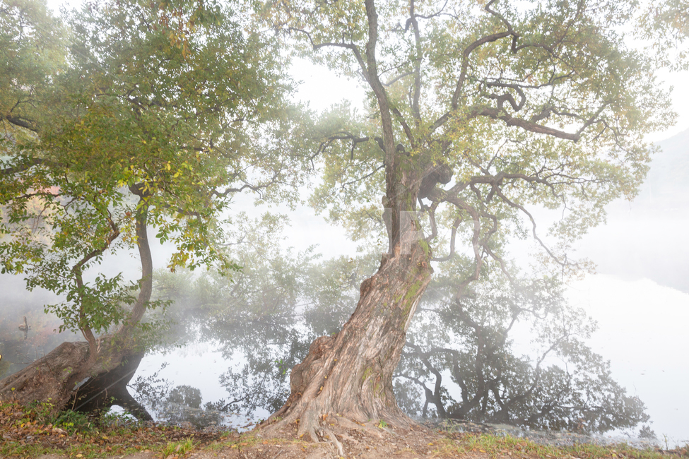 자연,풍경,가을,아침안개,반곡지,몽환적,자연,풍경,nature,landscape,식물,plants,나무,trees,wood,tree,plant,tree trunk,나무 줄기