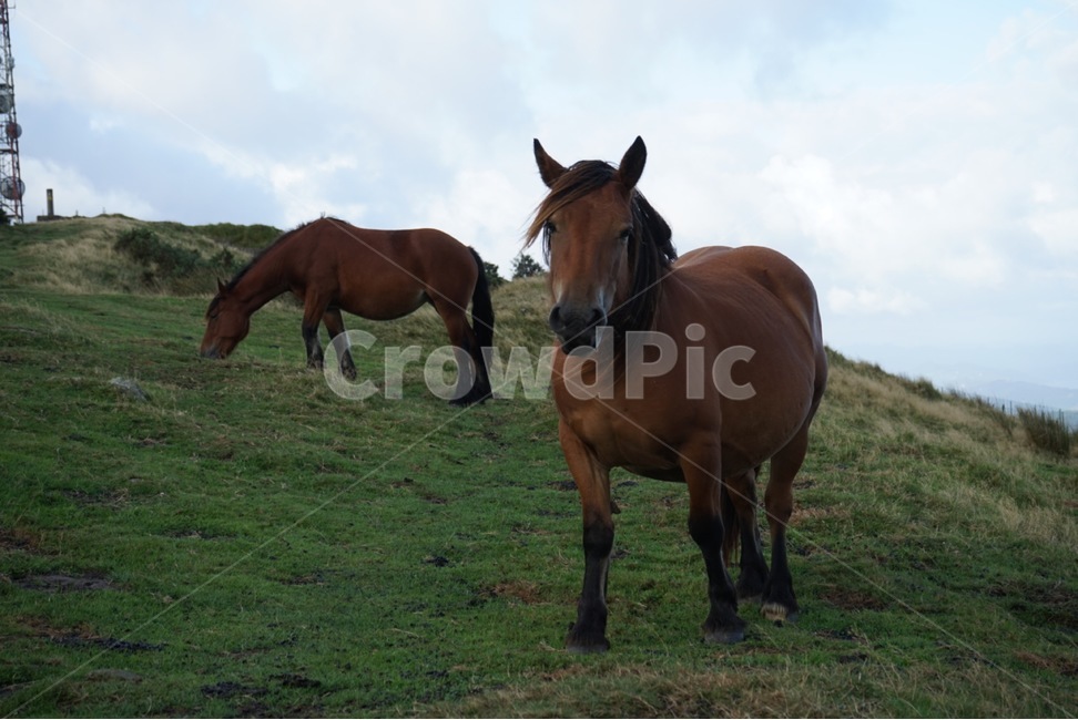 말,동물,자연,horse,animal,포유류,mammal,동물,animal,포유류,mammal