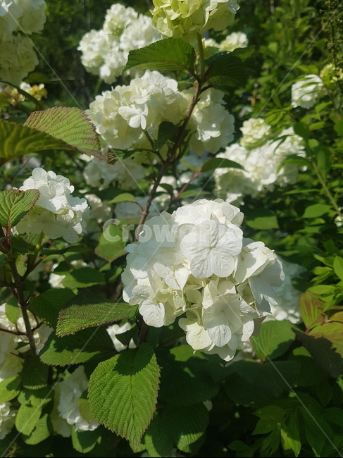 꽃,식물,flower,plant,blossom