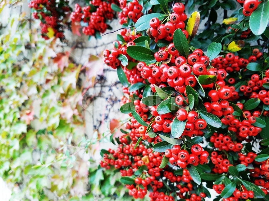식물,피라칸타,피라칸사스,장미과,정원수,firethorn,pyracantha,관상수,적양자,식물,자연,plants,nature,과일,열매,fruit