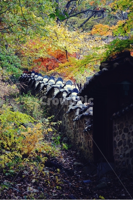 내장산,단풍,가을,붉은,빨간,red,maple,autumn,fall,나들이,단풍구경,산,mountain,낙엽,색,색깔,color,담장,담,wall,가을,계절,fall,autumn,season,한국전통,한국문화,korean traditional,korean culture,건축물,건물외관,exterior,building,structure,architecture,construction,nature,자연,outdoors,옥외