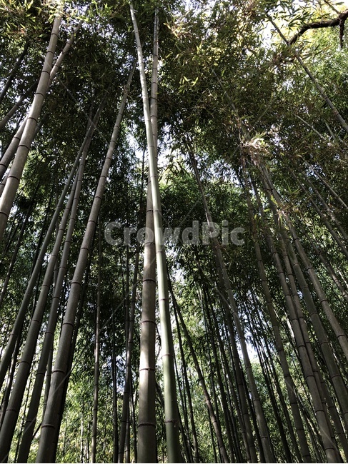 대나무,대나무숲,담양,소쇄원,빛,자연,푸른,야외,풍경,경치,관광지,감성,초록,녹색,nature,bamboo,식물,자연,plants,nature,나무,trees,wood