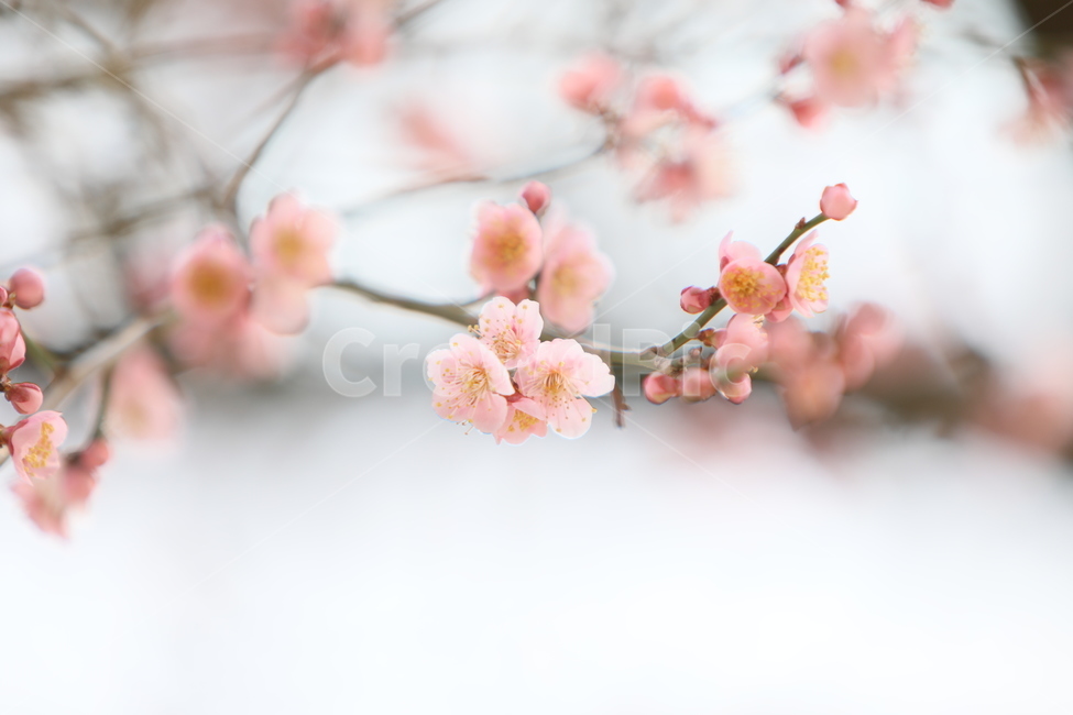 plant,식물,블라섬,매화,봄,핑크,봄,계절,spring,season